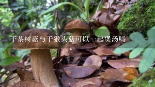 干茶树菇与干猴头菇可以1起煲汤吗