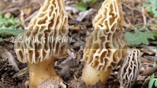 怎么种植食用香菌?