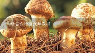 平菇怎么种植视频教程