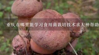 重庆市哪里能学习食用菌栽培技术求大神帮助
