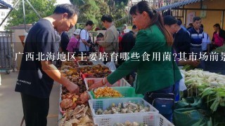 广西北海地区主要培育哪些食用菌?其市场前景如何？