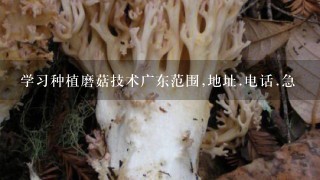 学习种植磨菇技术广东范围,地址.电话.急