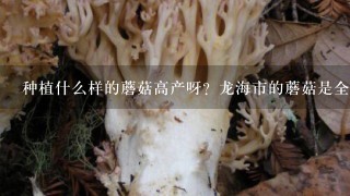 种植什么样的蘑菇高产呀？龙海市的蘑菇是全国产地！