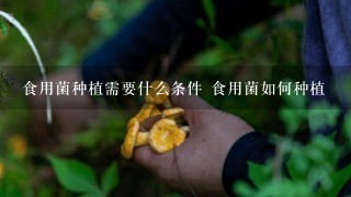 食用菌种植需要什么条件 食用菌如何种植