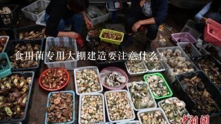 食用菌专用大棚建造要注意什么？