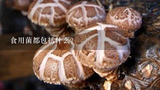 食用菌都包括什么？