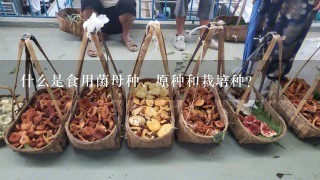 什么是食用菌母种、原种和栽培种？