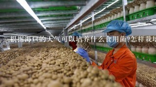 根据海口的天气可以培养什么食用菌?怎样栽培?