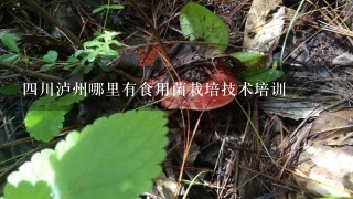 4川泸州哪里有食用菌栽培技术培训