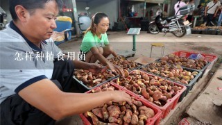 怎样种植食用菌