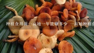 种植食用菌1亩地1年能赚多少 1亩地种植食用1年