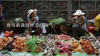 食用菌栽培种怎样换气