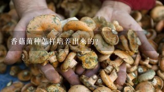 香菇菌种怎样培养出来的?