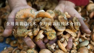 食用菌栽培技术 食用菌栽培技术介绍