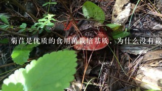 菊苣是优质的食用菌栽培基质，为什么没有栽培配方呢?