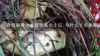 食用菌覆土栽培原基出土后,为什么子实体都是畸形，如何使平菇原基全部长成子实体，有什么好办法