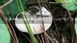 牛粪种植双孢菇蘑菇种植技术 -cctv7农广天地视频 -