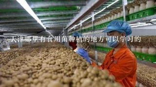 天津哪里有食用菌种植的地方可以学习的