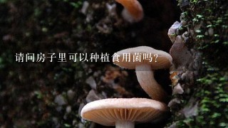 请问房子里可以种植食用菌吗？