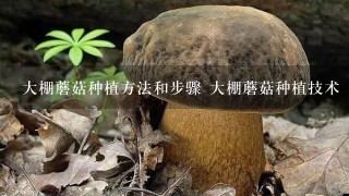 大棚蘑菇种植方法和步骤 大棚蘑菇种植技术