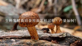 生料发酵栽培食用菌怎样过程？产量如何！