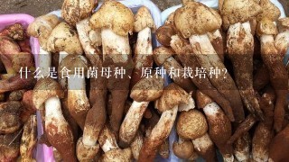 什么是食用菌母种、原种和栽培种？