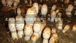 北京有种植食用菌基地吗? 具体位置