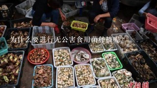 为什么要进行无公害食用菌种植呢？