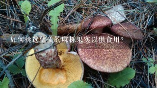 如何挑选优质的麻栎果实以供食用?