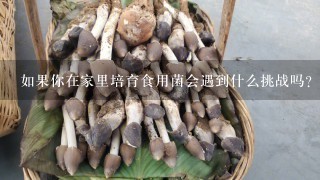 如果你在家里培育食用菌会遇到什么挑战吗？