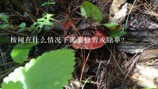 桉树在什么情况下需要修剪或除草？