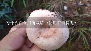 为什么在食用菌栽培中使用石膏粉呢？