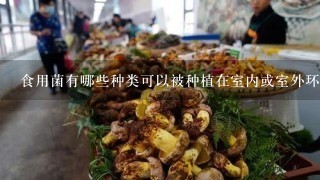 食用菌有哪些种类可以被种植在室内或室外环境中？