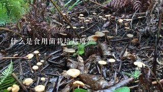 什么是食用菌栽培基质？