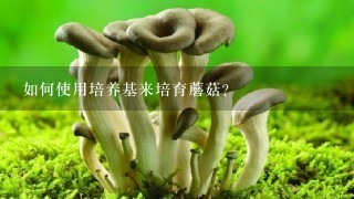 如何使用培养基来培育蘑菇？