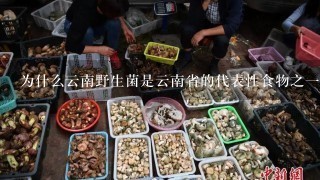 为什么云南野生菌是云南省的代表性食物之一