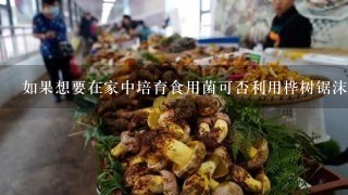 如果想要在家中培育食用菌可否利用桦树锯沫来栽培食用菌