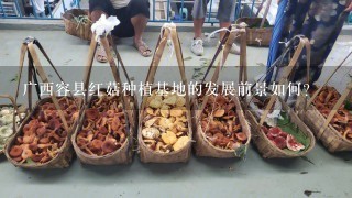 广西容县红菇种植基地的发展前景如何