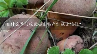 在什么季节吃武夷山特产红菇比较好