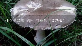 什么是武夷山野生红菇的主要功效