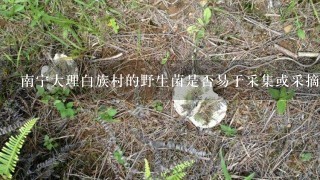 南宁大理白族村的野生菌是否易于采集或采摘