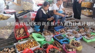 食用菌栽培技术培训在推广方面有什么计划吗