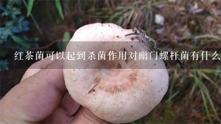 红茶菌可以起到杀菌作用对幽门螺杆菌有什么帮助呢