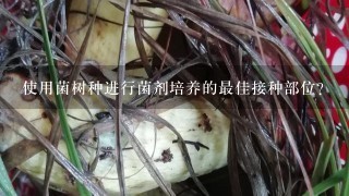 使用菌树种进行菌剂培养的最佳接种部位?