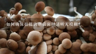 如何确保拍摄的蘑菇菌种清晰无模糊?