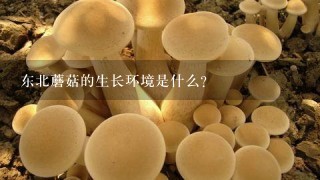 东北蘑菇的生长环境是什么?