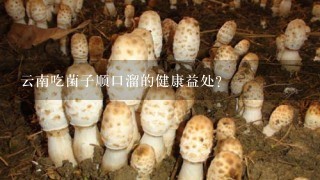 云南吃菌子顺口溜的健康益处?