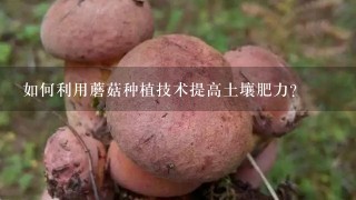 如何利用蘑菇种植技术提高土壤肥力?