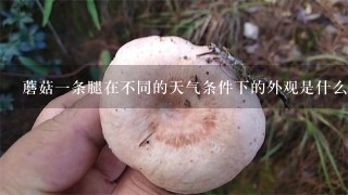 蘑菇一条腿在不同的天气条件下的外观是什么?