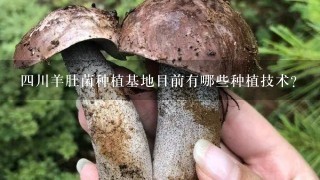 四川羊肚菌种植基地目前有哪些种植技术?